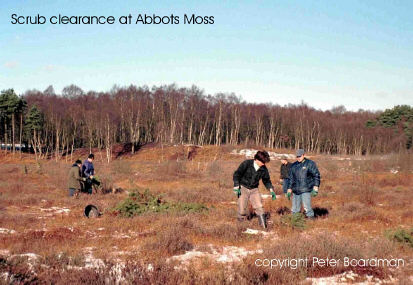Scrub clearance at Abbots Moss
